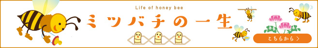 ミツバチの一生